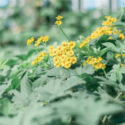天启的狂怒最新版本下载